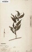 Alexander, Panicum ruscifolium